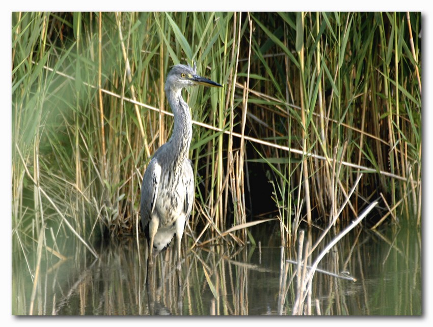 Airone cenerino - Ardea cinerea